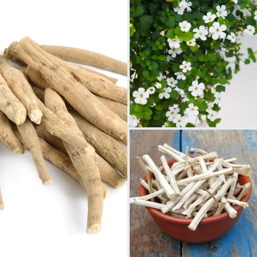 Ashwagandha and Ayurvedic herbs used as adaptogens for stress and menopause balance